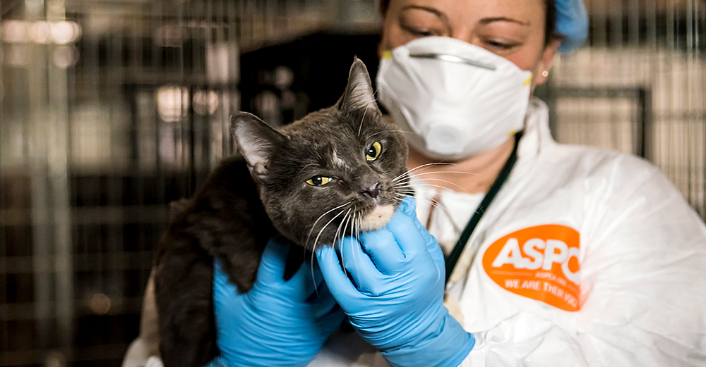 ACC Cats Quarantined for H7N2 Virus Receive Care, Monitoring at ASPCA Temporary Shelter