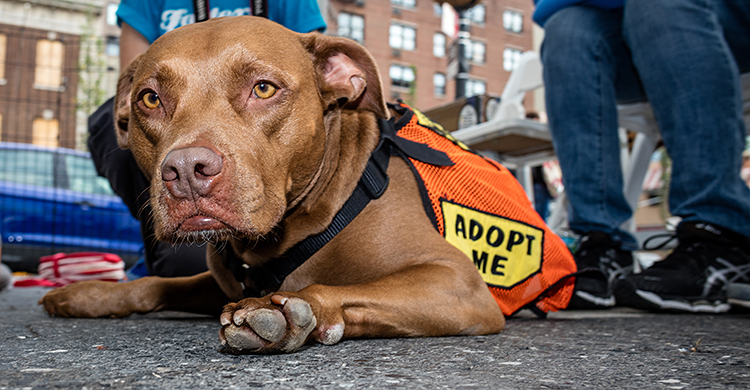 NYC Achieves 90% Animal Shelter Live Release Rate for Second Year