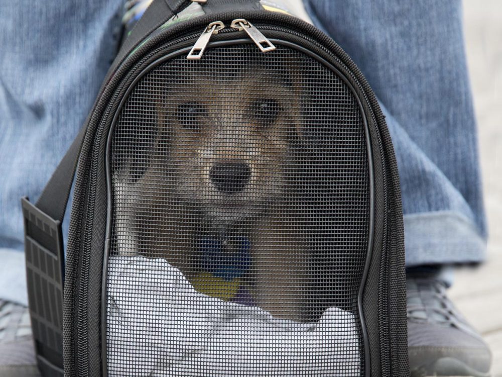 Dog in carrier. Photo by Joe Galka