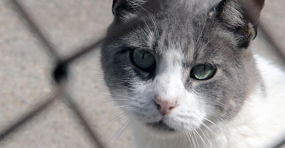 NYC Feral Cat Initiative Does Not Place Cats for Rodent Control