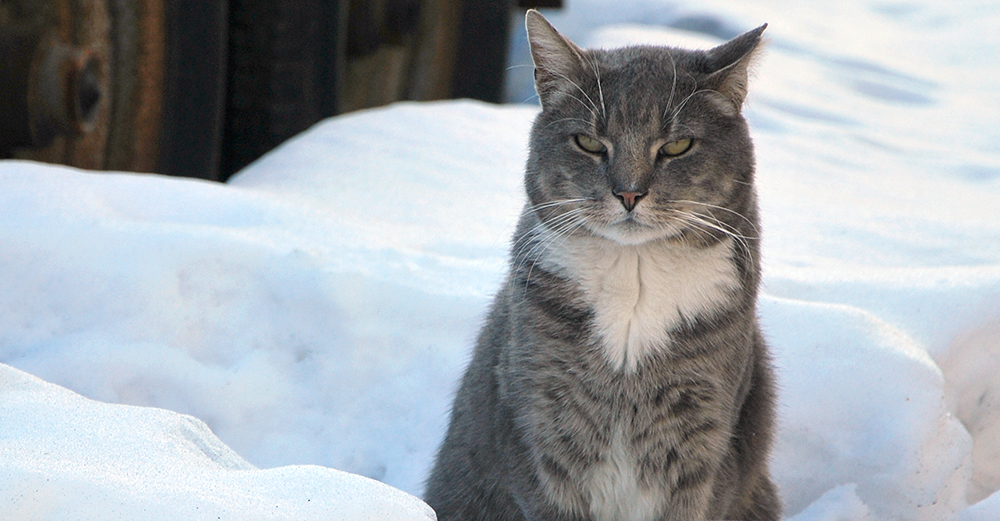 It’s Time to Prepare Winter Shelters for NYC’s Feral Cats