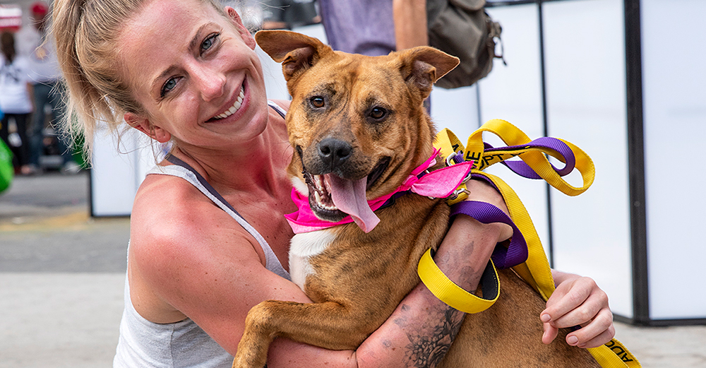 Zoey from Second Chance Rescue was available for adoption at Adoptapalooza on September 16, 2018 (Photo by Joe Galka)