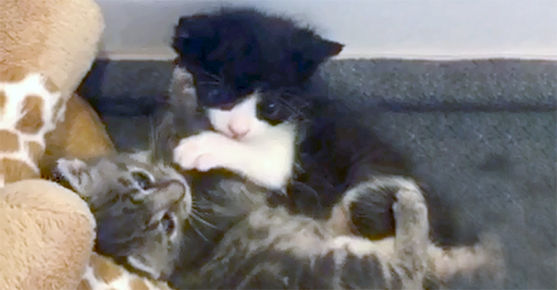 You Helped Us Say YES to Orphaned Kittens, Nicky & Norman!