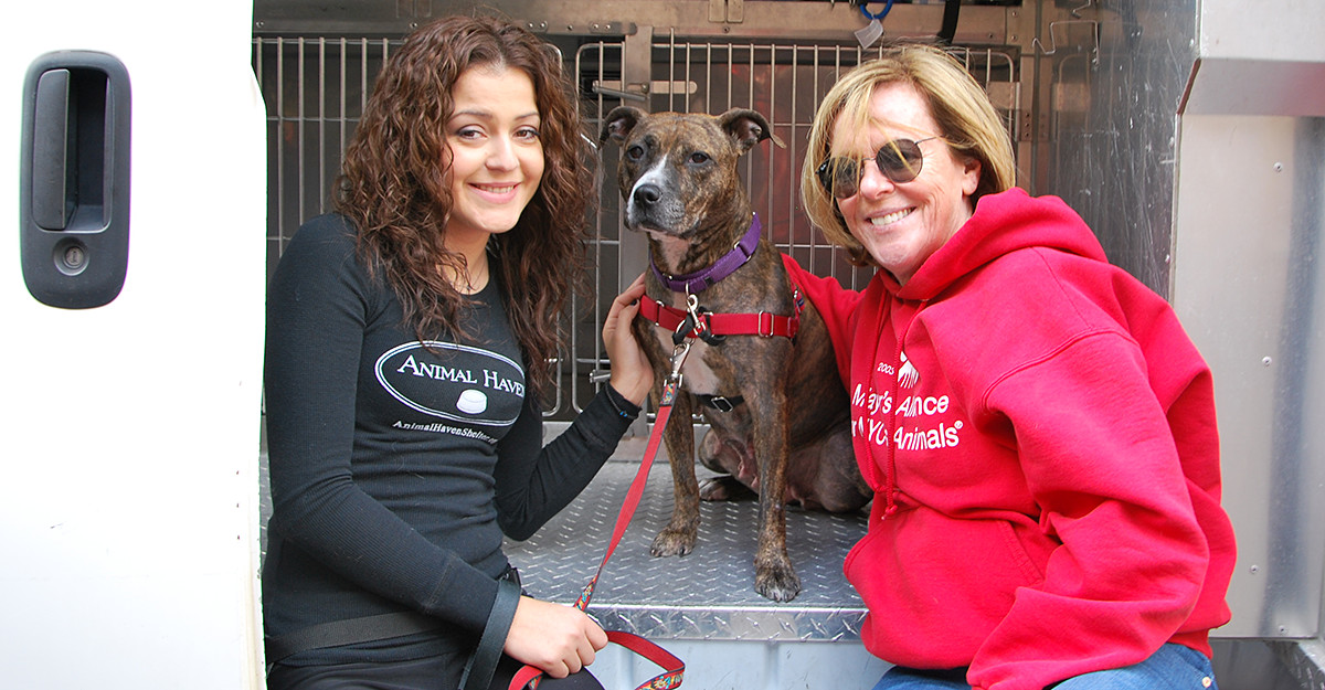 Will You Help Get NYC’s Shelter Pets Out of the Cage?