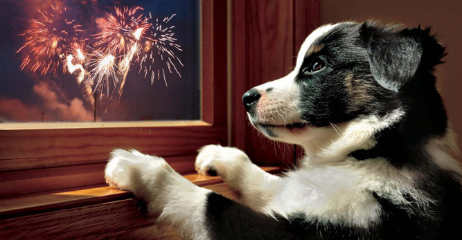 Dog with Fireworks
