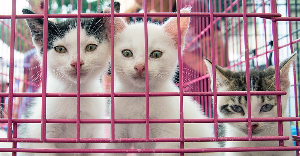 More than 400 cats, dogs, kittens, puppies, and rabbits were looking for their forever homes at Adoptapalooza in Union Square Park, Manhattan, on Sunday, September 17, 2017. (Photo by Joe Galka)