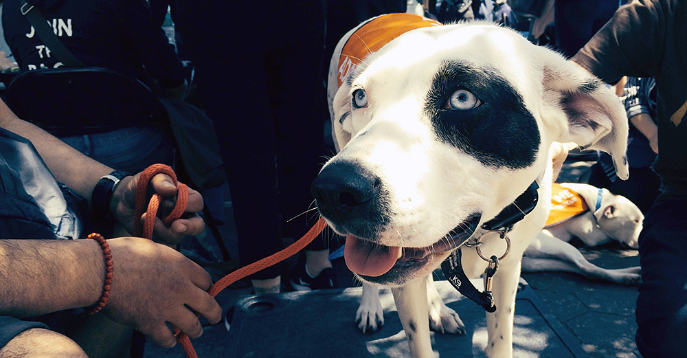 Adoptapalooza Introduces Adopters to Hundreds of Homeless NYC Pets