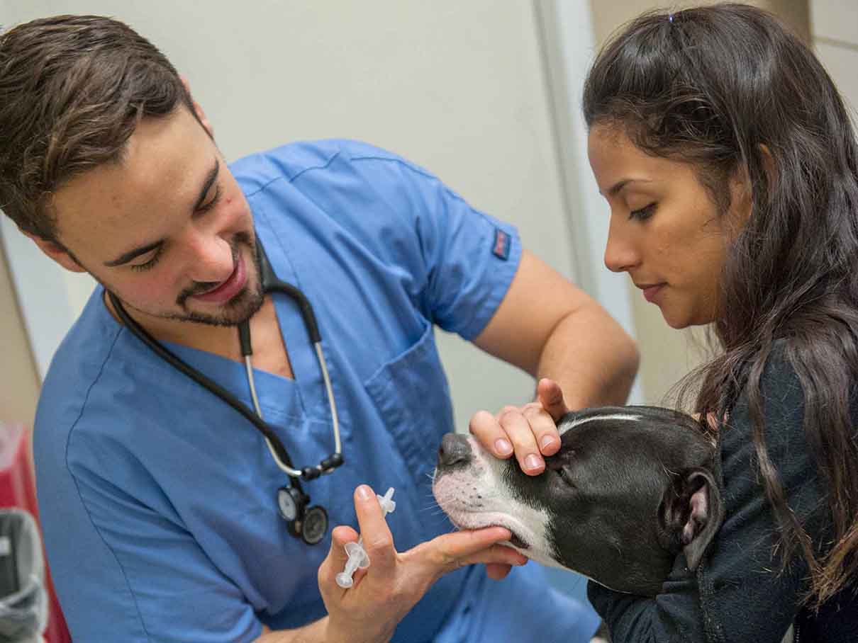 Vet caring for a dog