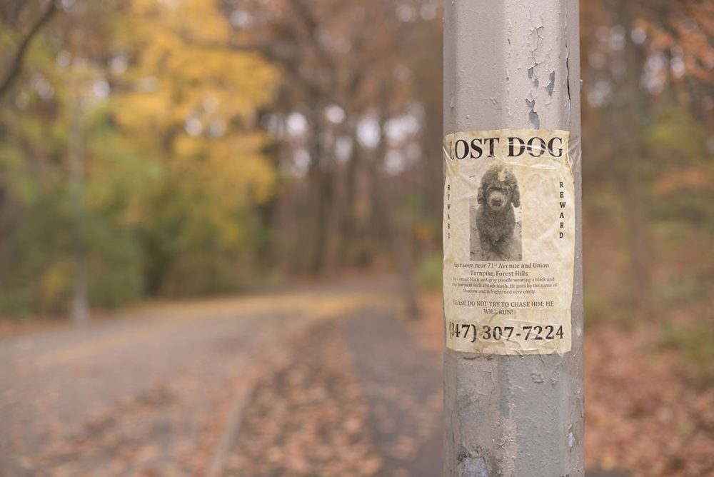 Photo by Michael Jin/Uplash lost dog flyer