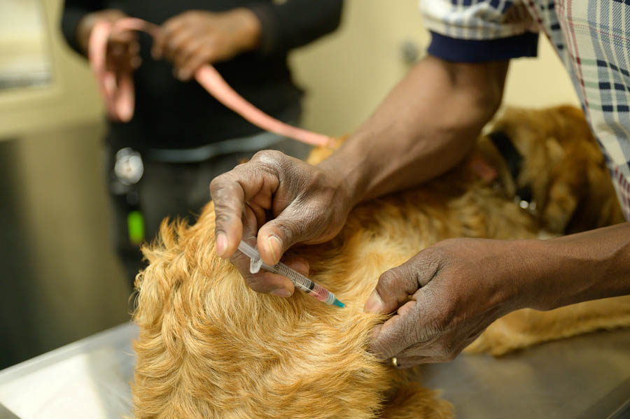 dog receives a vaccination. Photo by petsandpeoplephotos.org
